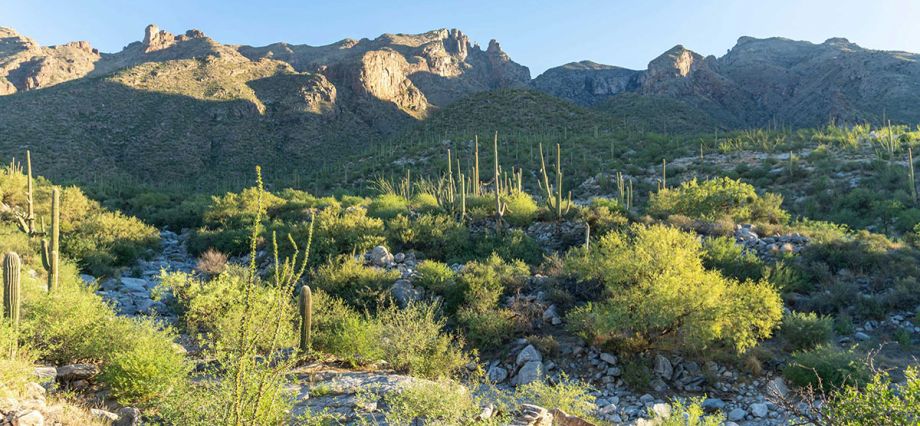 Saguaro National Park | Tucson | Arizona